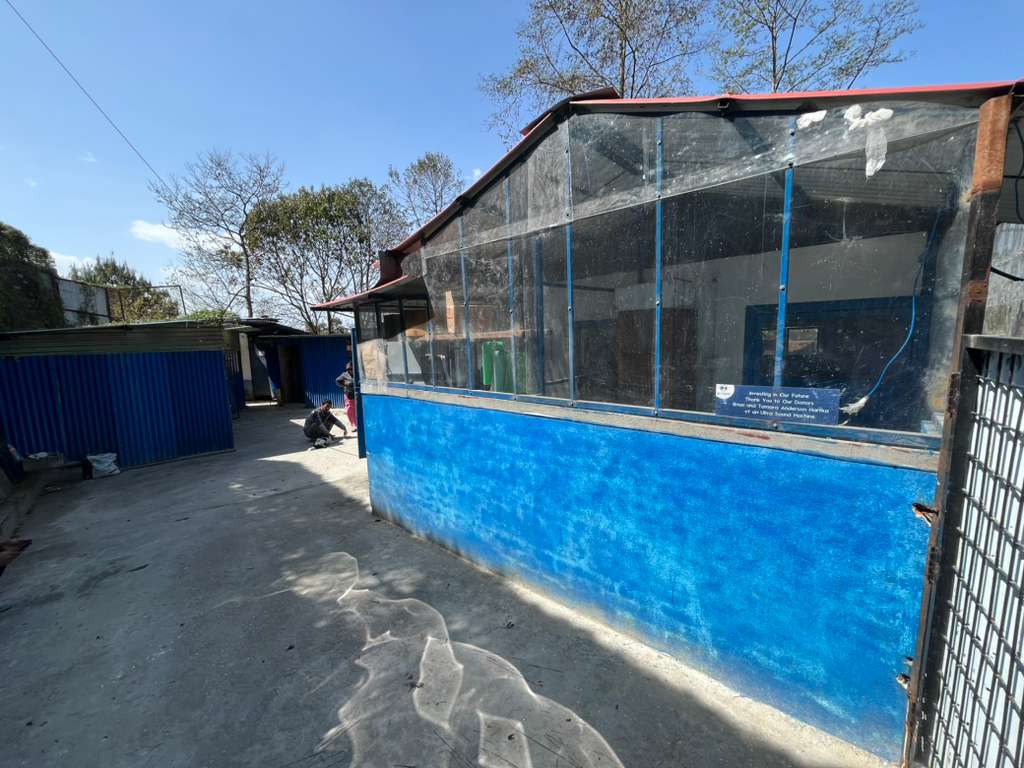 Animal Shelter Volunteer in Nepal – Care, Rescue & Compassion